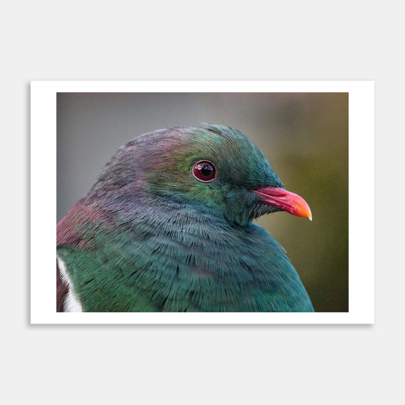 Kererū Head Portrait Art Print By Angus McDonald