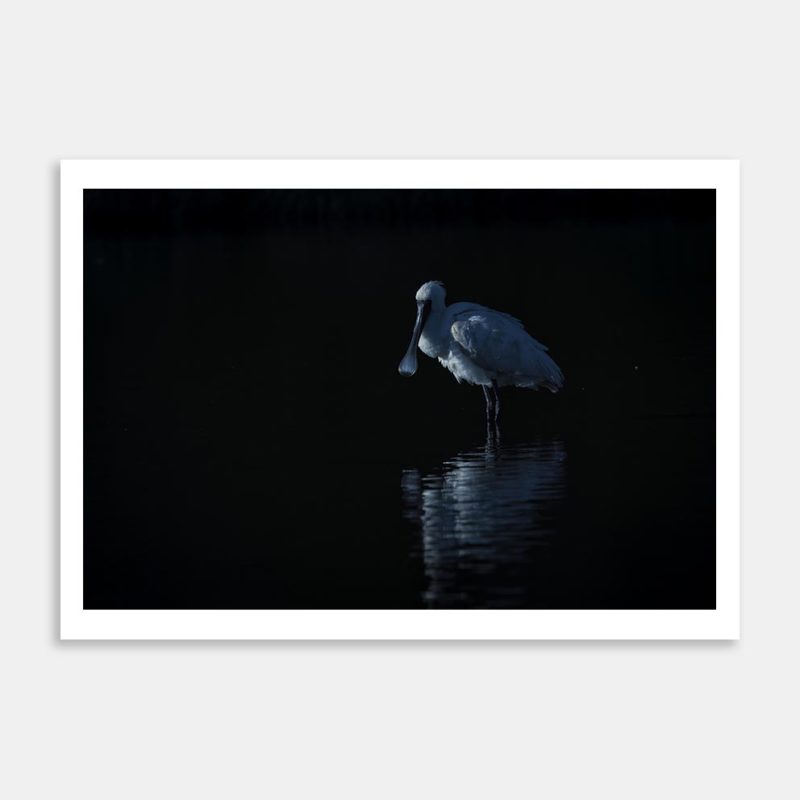 Royal Spoonbill Reflection Art Print By Angus McDonald