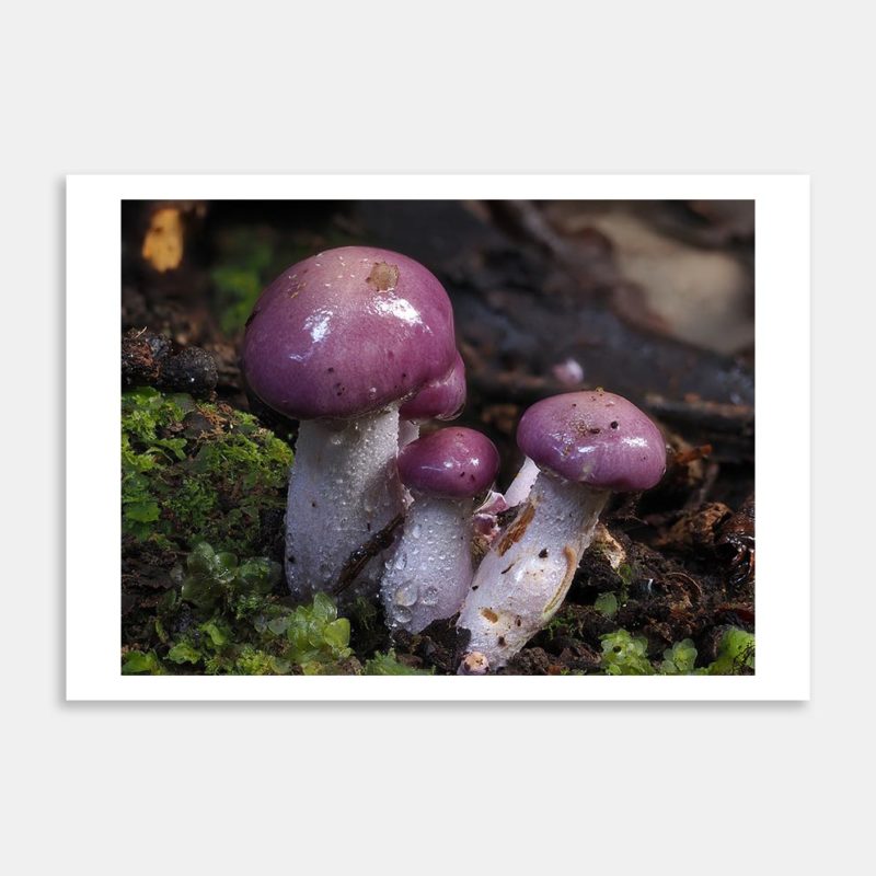 Cortinarius Aff Alboviolaceus 2 Art Print By Benny Chia