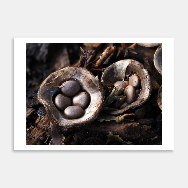 Cyathus Striatus 1 Art Print By Benny Chia