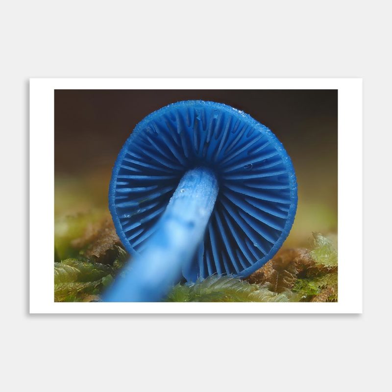 Entoloma Hochstetteri 7 Art Print By Benny Chia