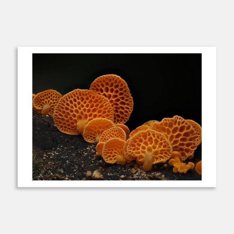 Favolaschia Claudopus 2 Art Print By Benny Chia
