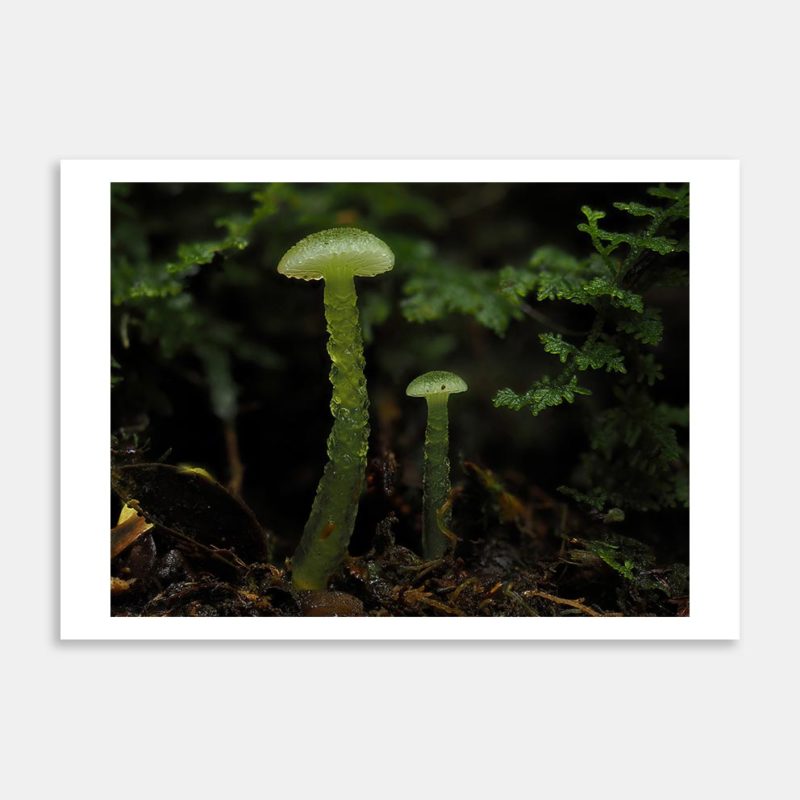 Gliophorus Graminicolor 1 Art Print By Benny Chia