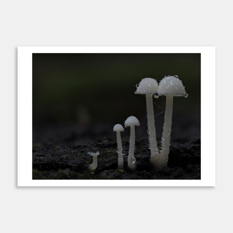 Hemimycena sp 1 Art Print By Benny Chia