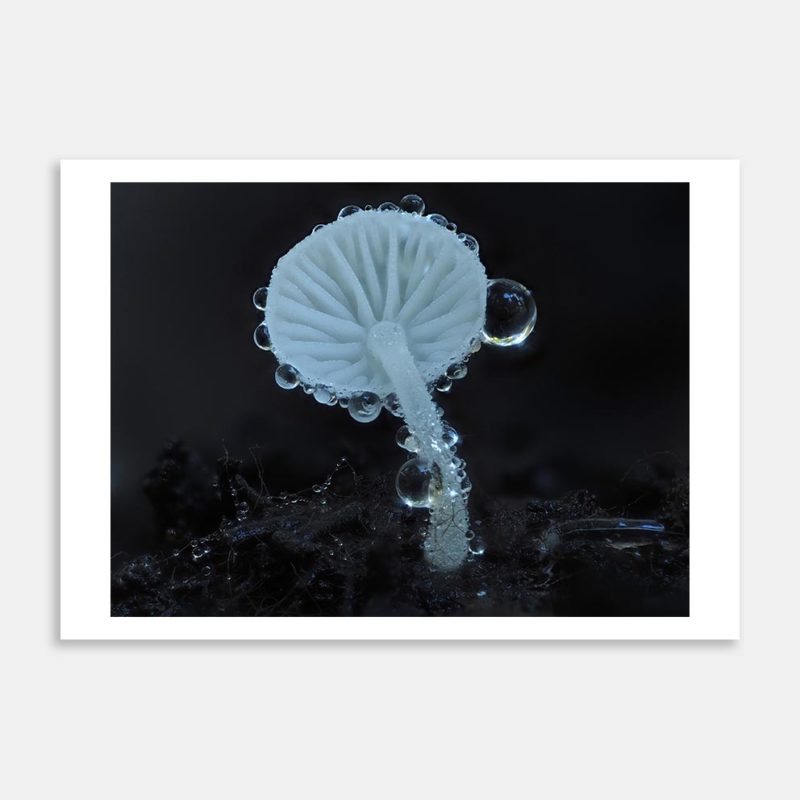 Mycena 1 Art Print By Benny Chia