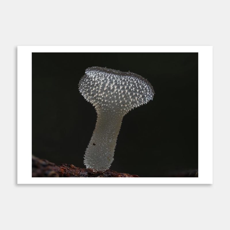 Pseudohydnum sp 1 Art Print By Benny Chia