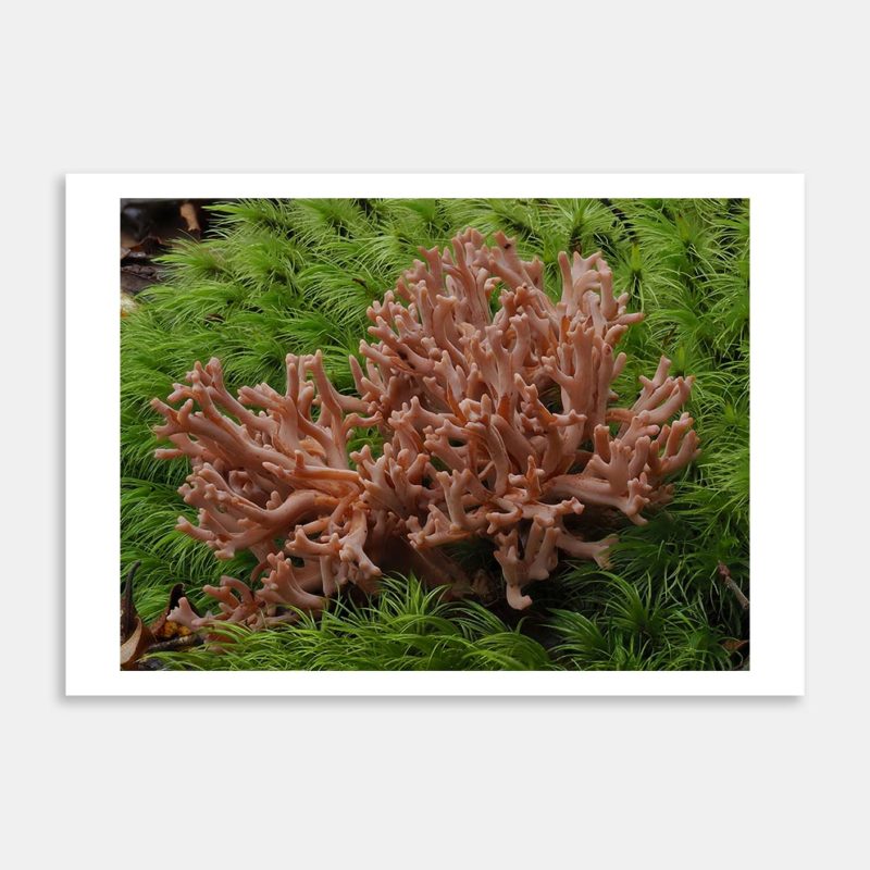 Ramaria Pink 1 Art Print By Benny Chia