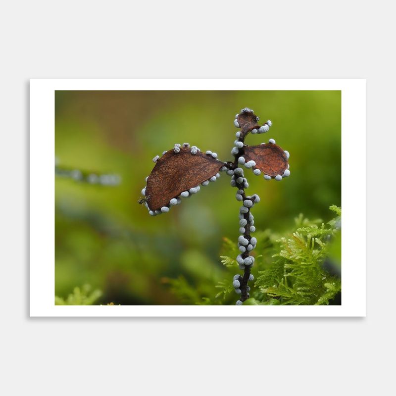Slimemold 1 Art Print By Benny Chia