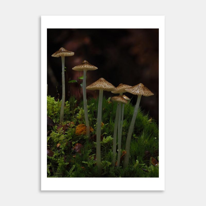 Mycena 2 Art Print By Benny Chia