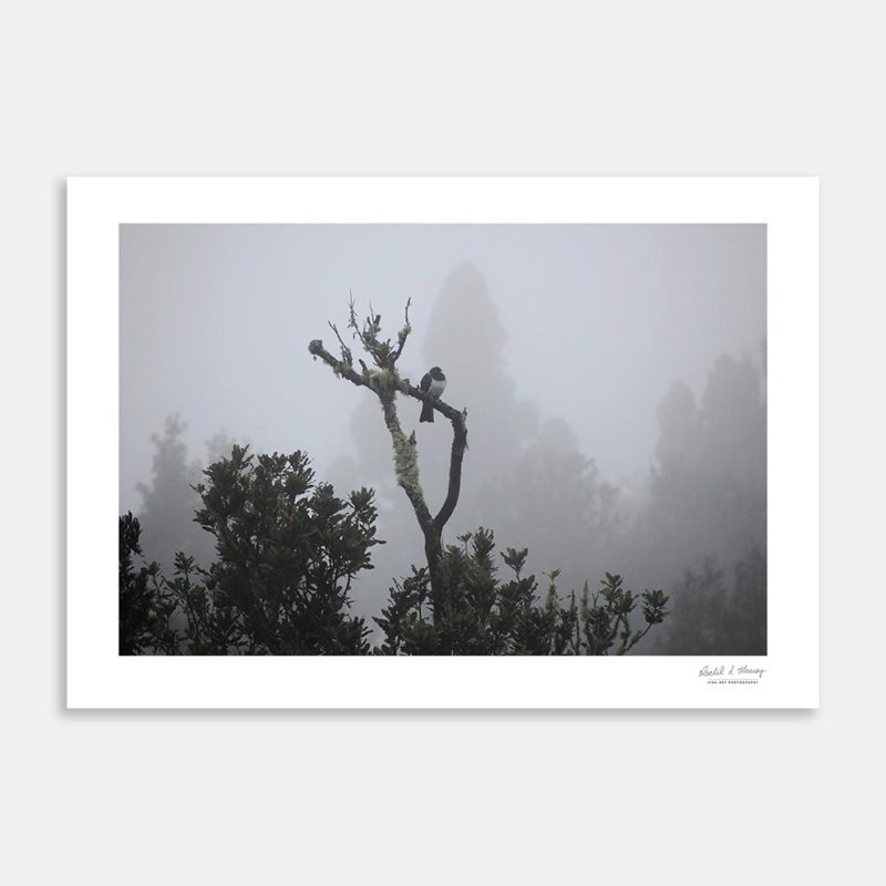 Rewarewa Perch Art Print By Rachel Mooney