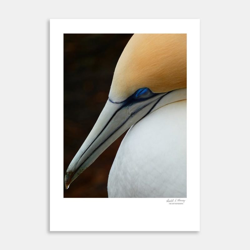 Gannet Nap Art Print By Rachel Mooney