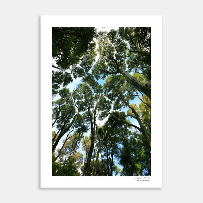 Majestic Kanukas Art Print By Rachel Mooney