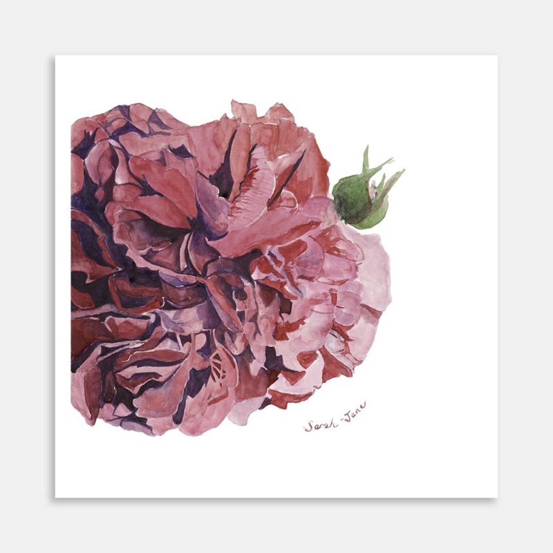 Cabbage Rose Art Print By Sarah-Jane Smith