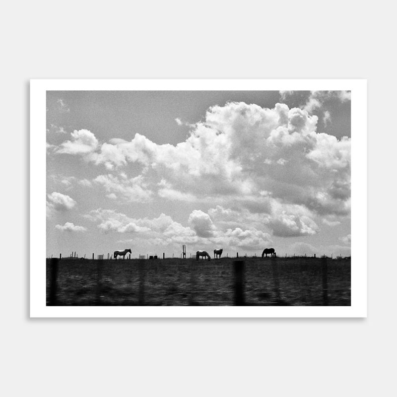 Horses Art Print By Micheal Haszard