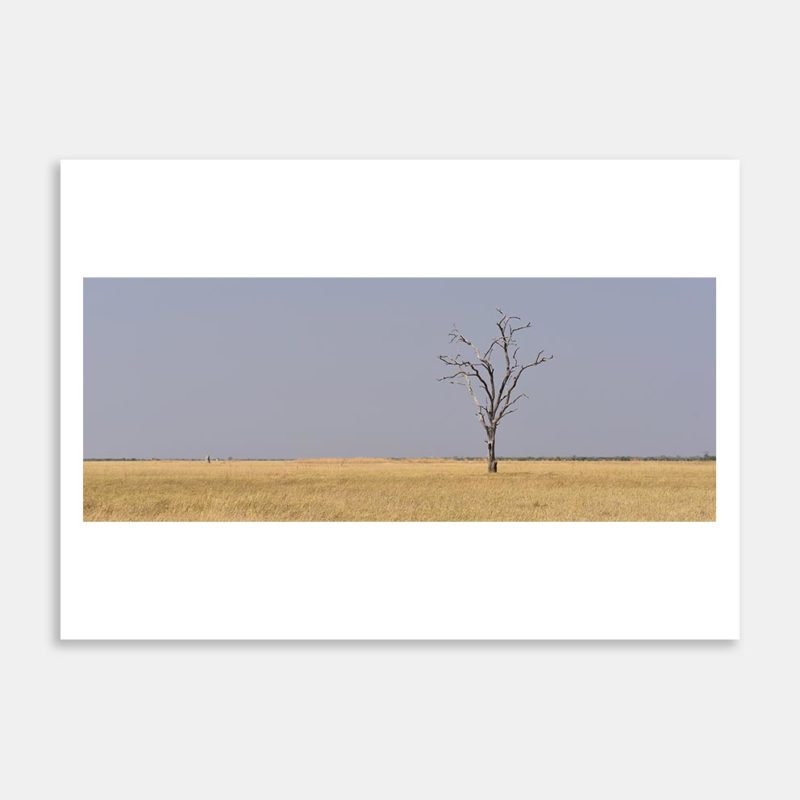 African Plains Art Print By Pierre Cilliers