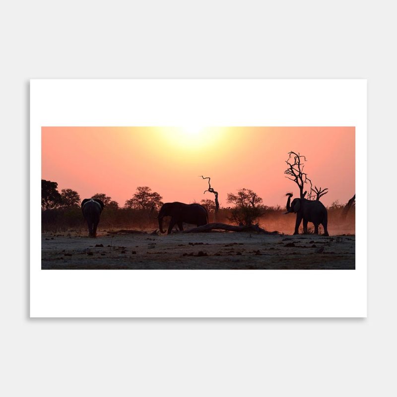 Elephants At Sunset Art Print By Pierre Cilliers