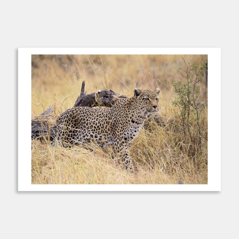 Leopard Stalking Art Print By Pierre Cilliers