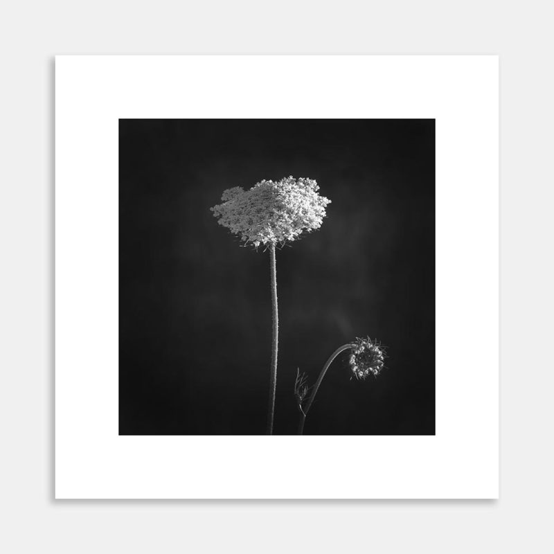 Daucus Carota Family Art Print By Rahul Tailor