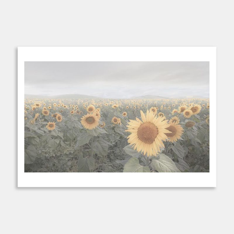 Sunflowers Queen Art Print By Karla Denovan