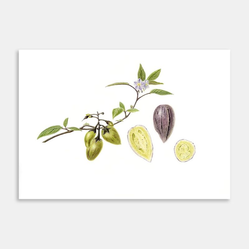 Pepino – Incredible Ruby Limited Edition Art Print by Lesley Alexander