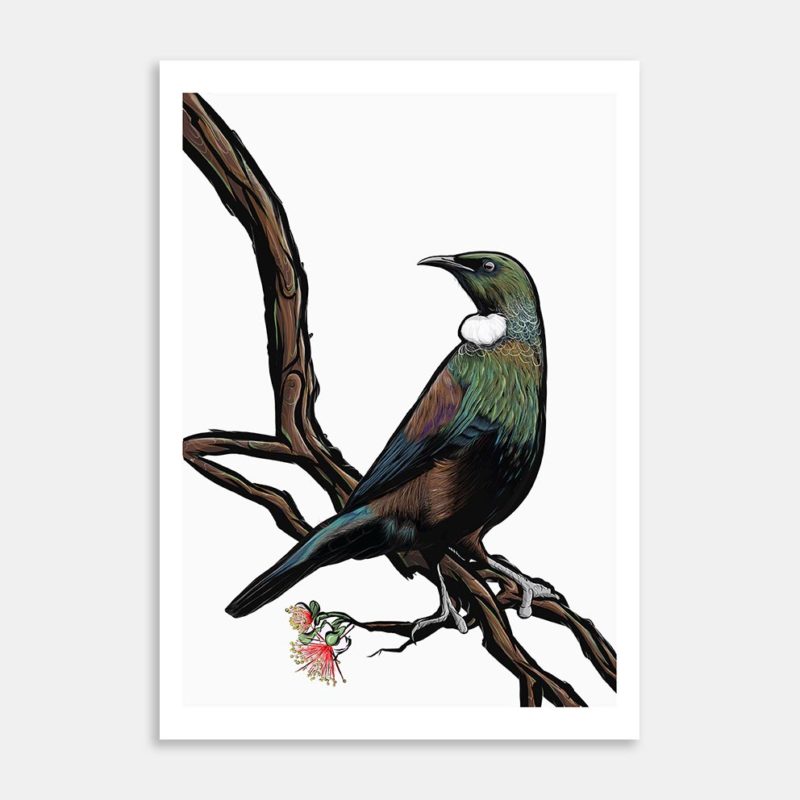 Proud Tui Art Print By David Bayer