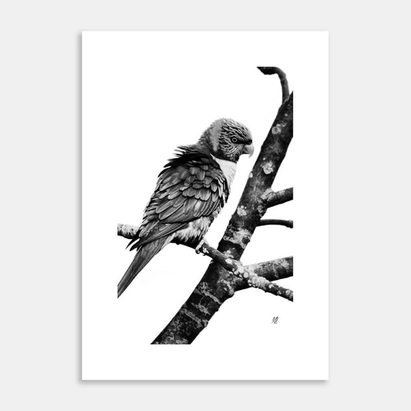 Rainbow Lorikeet Art Print by Hiriwā Digital Art