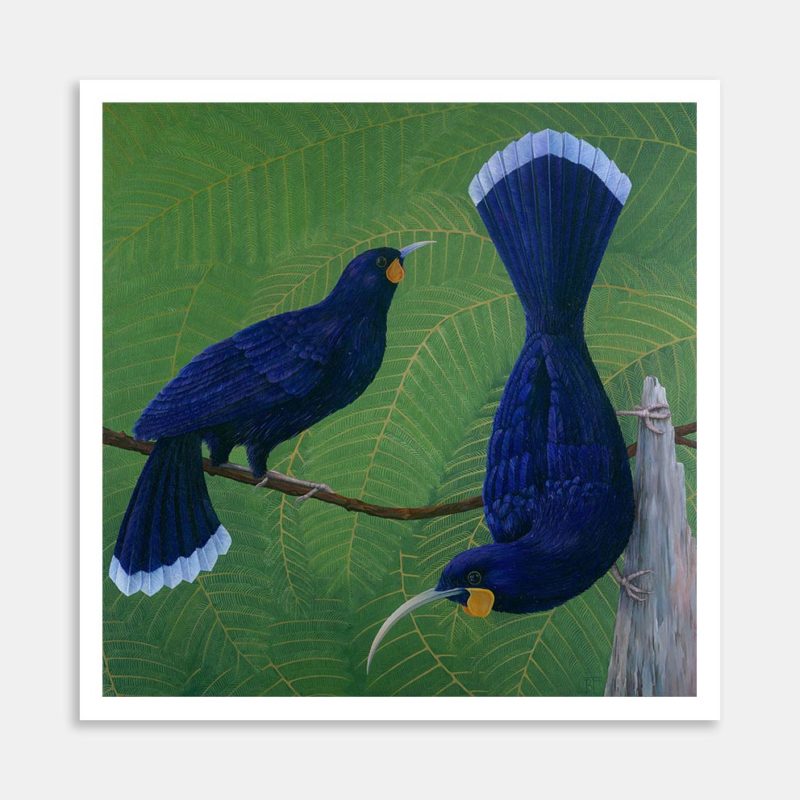 Huia Art Print By Bree Fraser