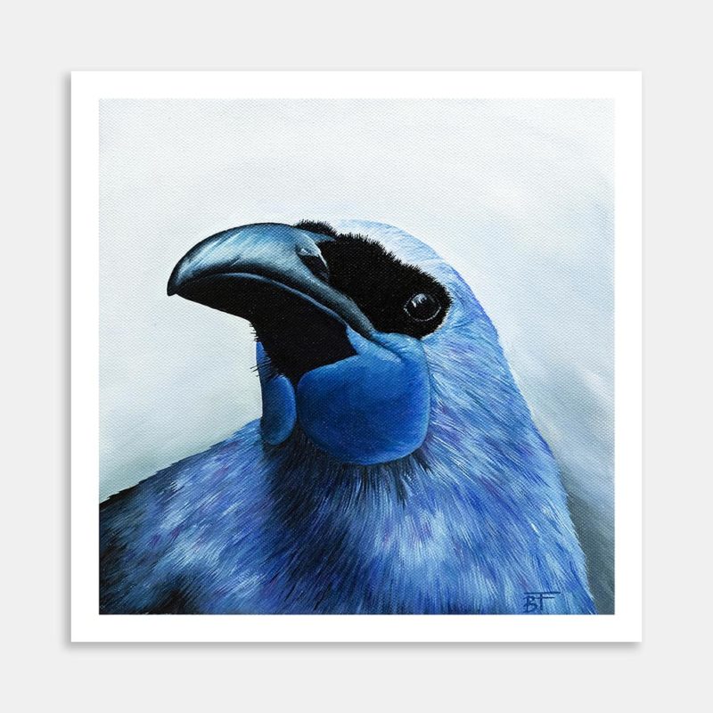 Kokako Art Print By Bree Fraser