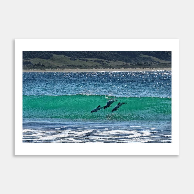Hectors Dolphins Surfing Porpoise Bay Art Print By Gary Webber