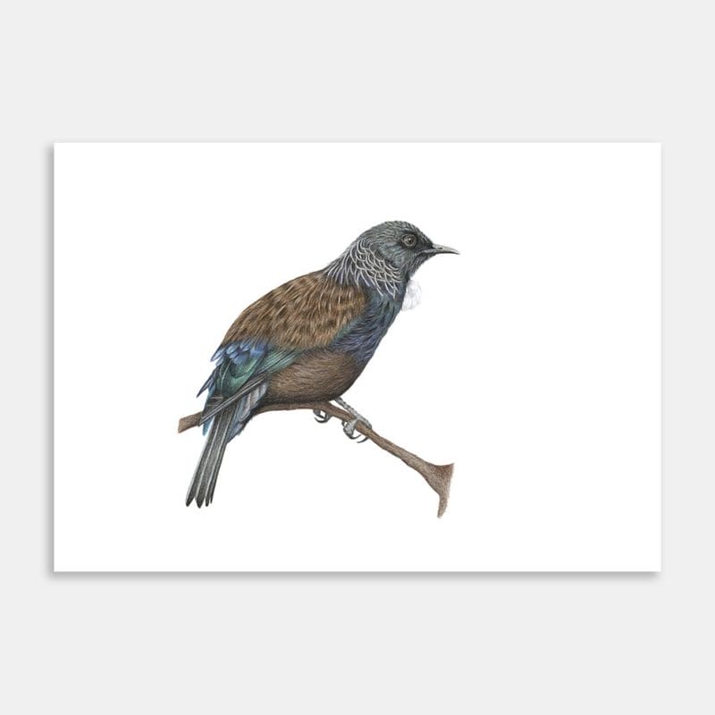 Tui #4 Art Print By Janine Badger