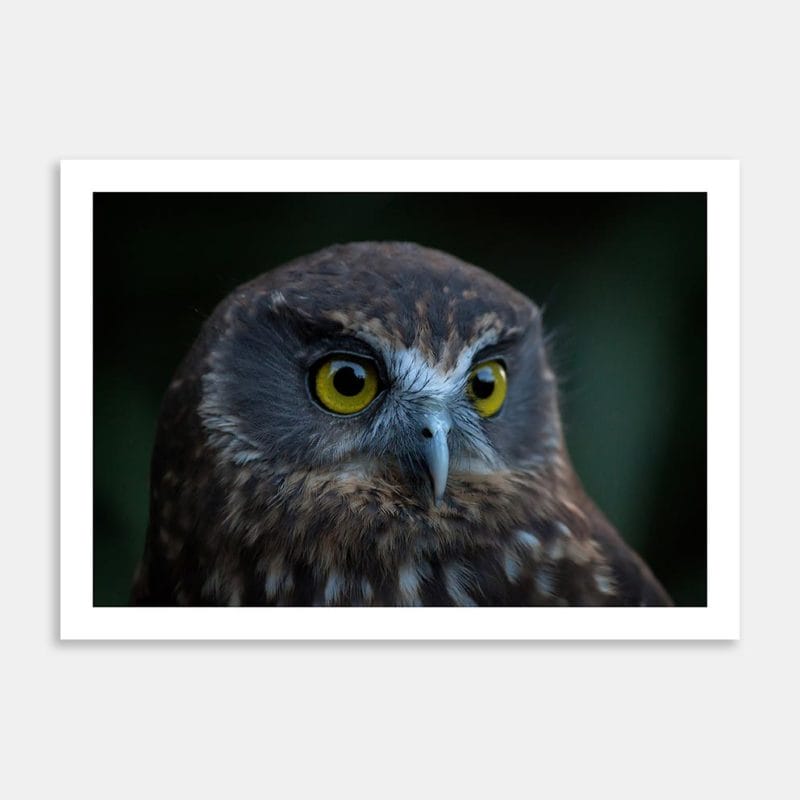 Morepork Portrait Art Print By Lynne Jamneck