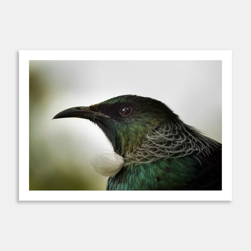 NZ Tui Art Print By Lynne Jamneck