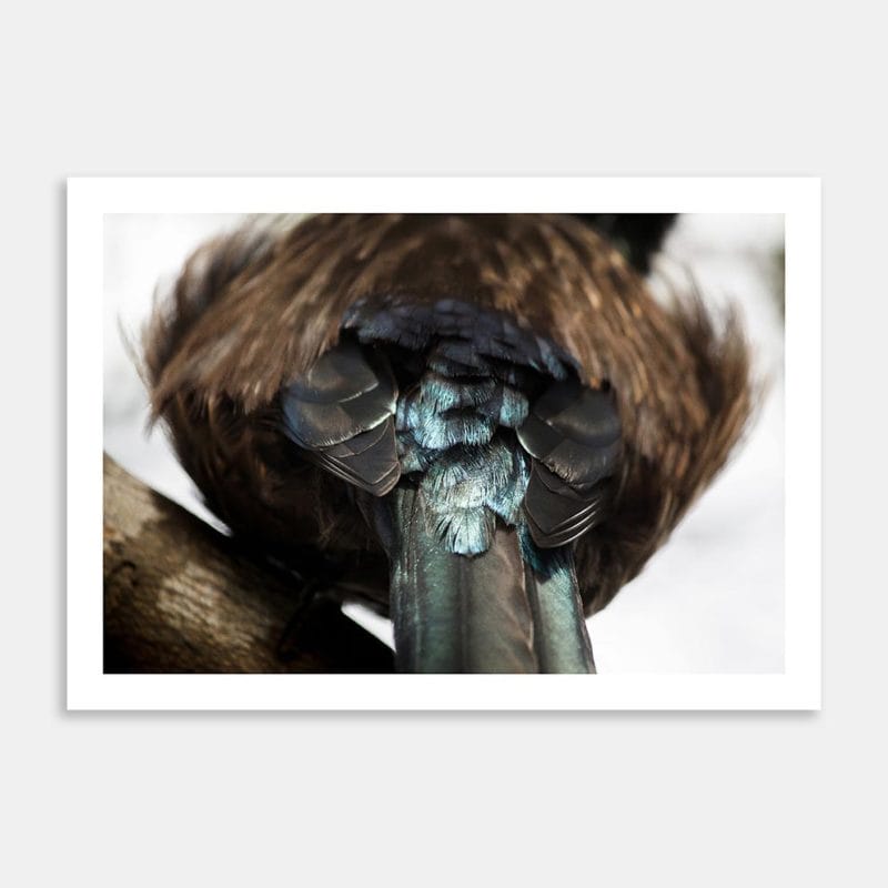 NZ Tui Detail Art Print By Lynne Jamneck