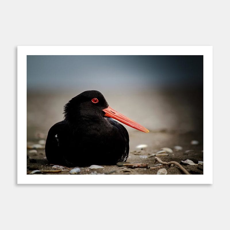 Oystercatcher Art Print By Lynne Jamneck