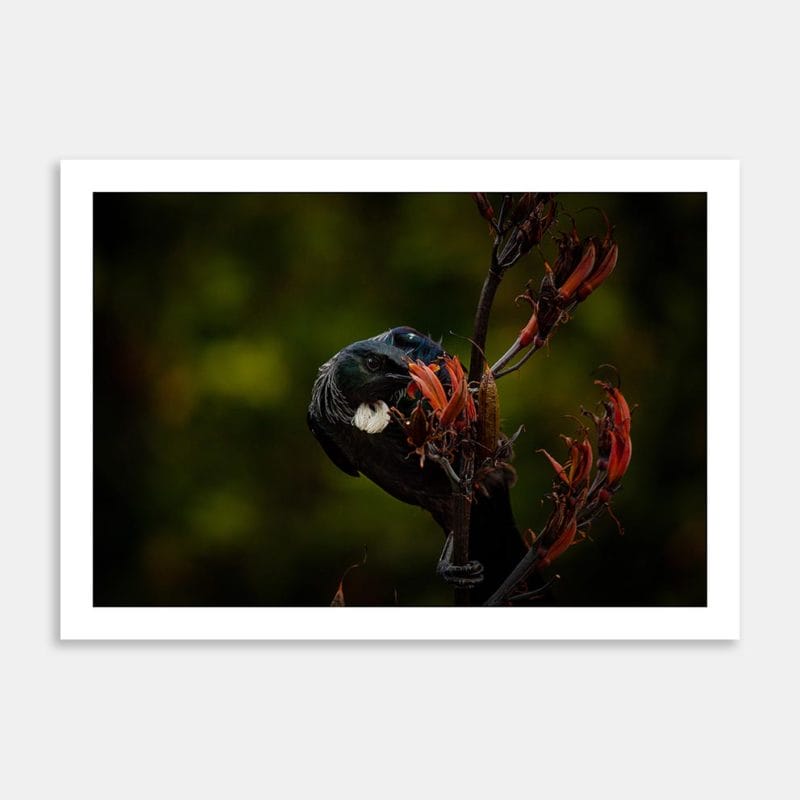 Tui On Flax Art Print By Lynne Jamneck