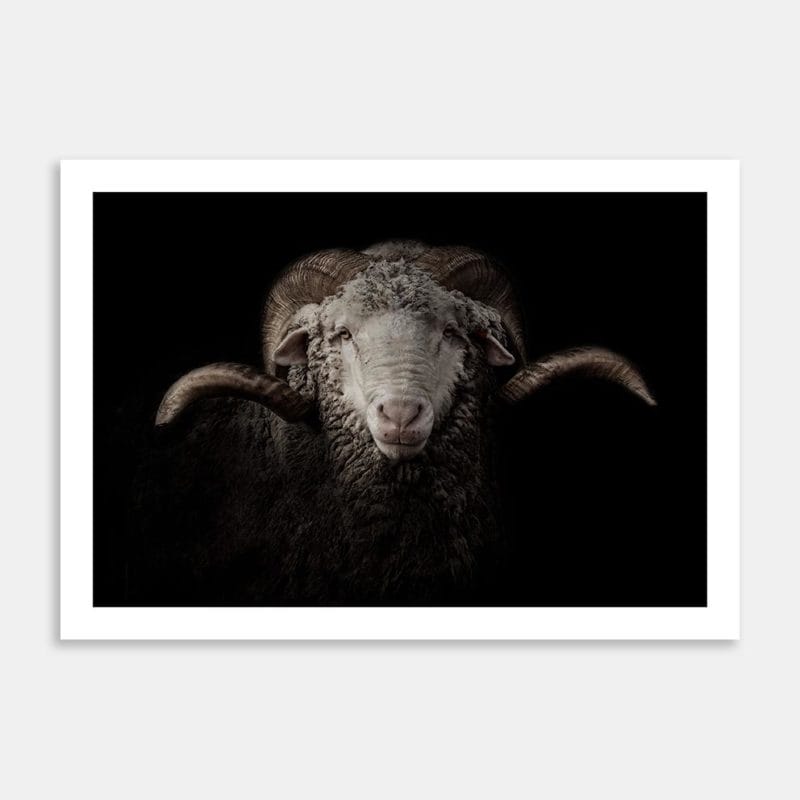 Merino Art Print By Jana Hands