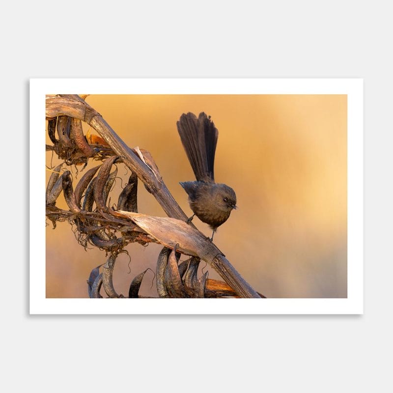 Fantail At Dusk Art Print By Paul Sorrell