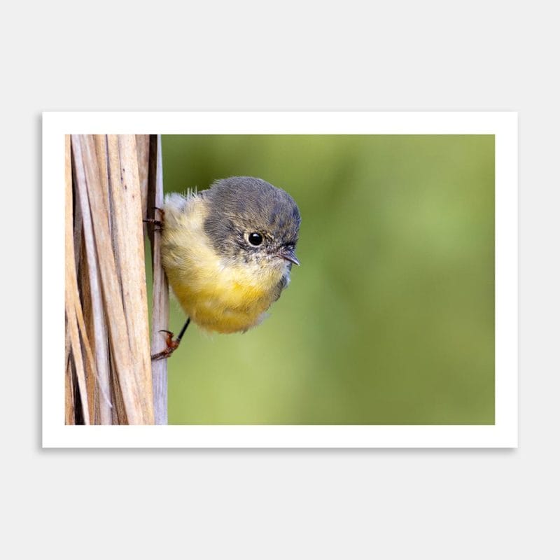 Tomtit Gaze Art Print By Paul Sorrell