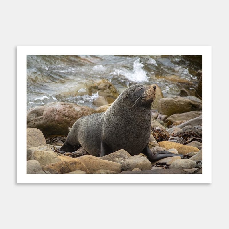 Fur Seal at Matakaea Shag Point Art Print By Zenobia Southcombe