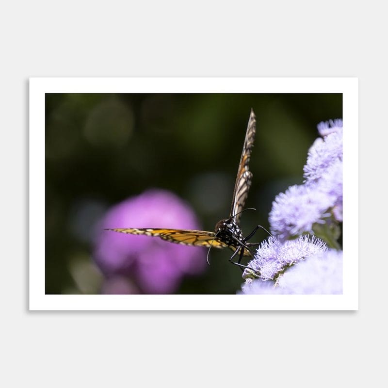 In the Butterfly Garden Art Print By Zenobia Southcombe