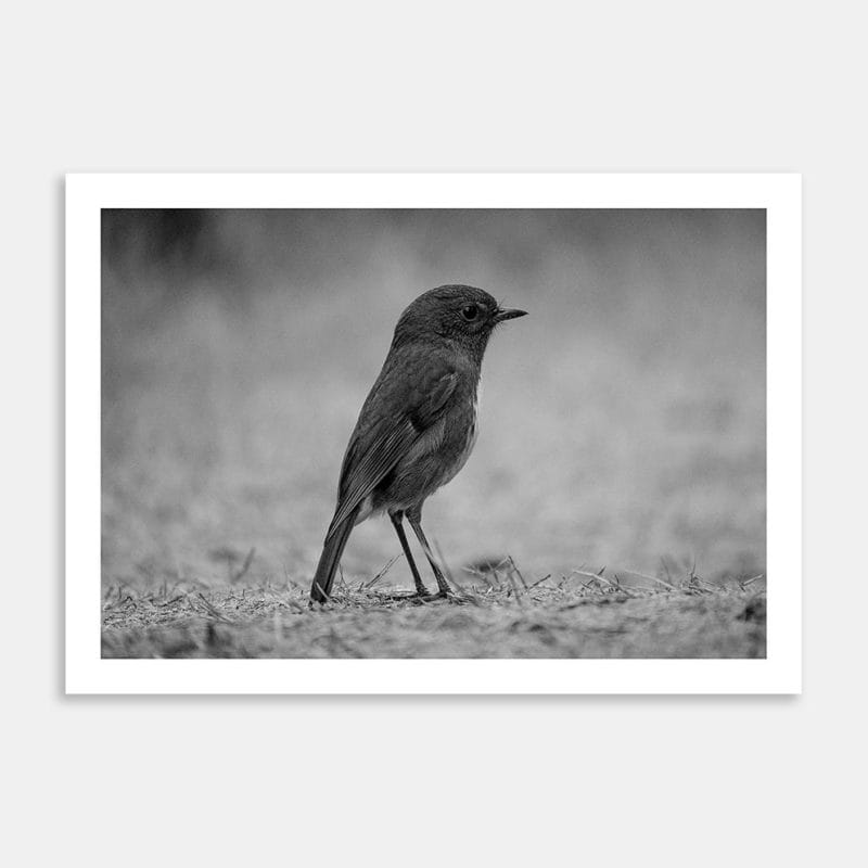 South Island Robin Art Print By Zenobia Southcombe