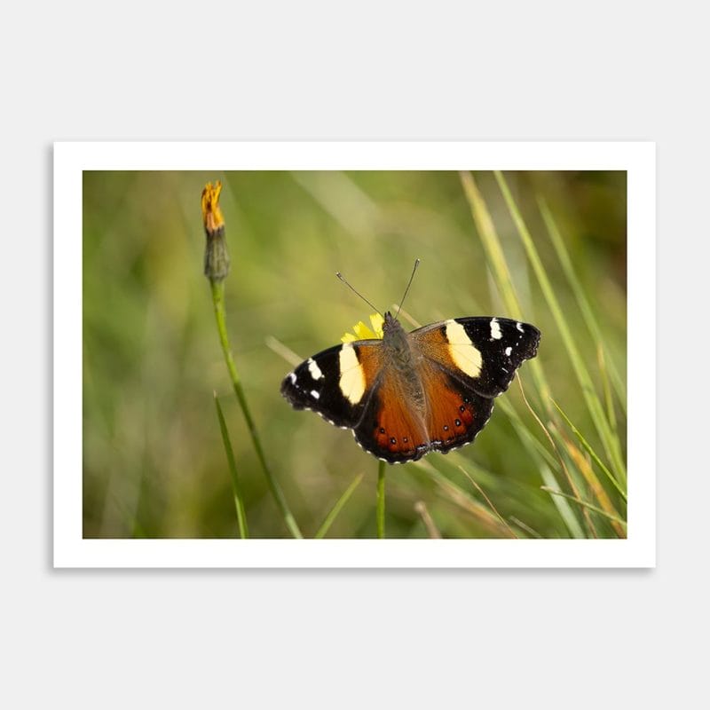 Yellow Admiral in the Summer Garden Art Print By Zenobia Southcombe