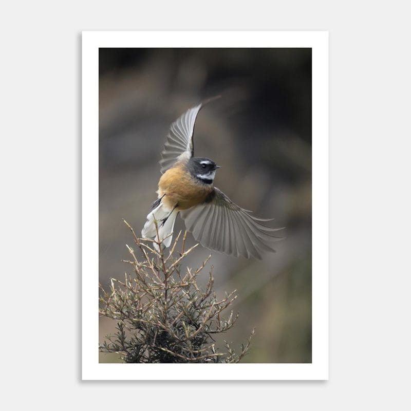Fantail Flight Art Print By Zenobia Southcombe