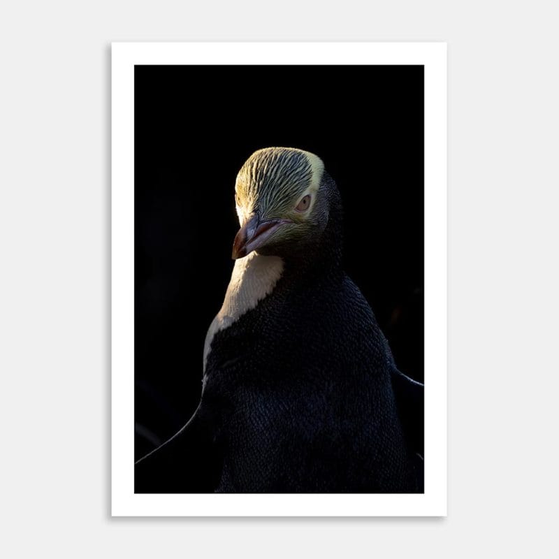 Portrait of a Hoiho Art Print By Zenobia Southcombe