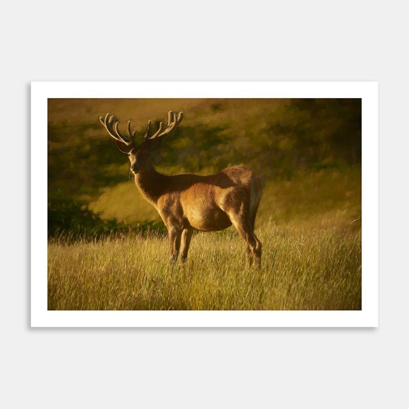 Deer Portrait Art Print By Orlando Allan