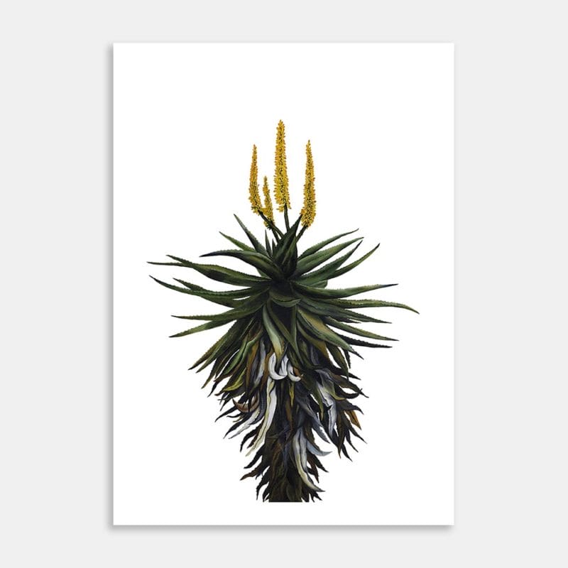 Aloe Ferox Art Print By Robb Gerritsen