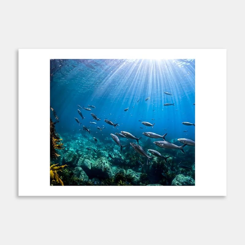 Kahawai Art Print By Ryan Hansen
