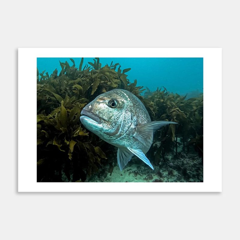 Portrait Art Print By Ryan Hansen