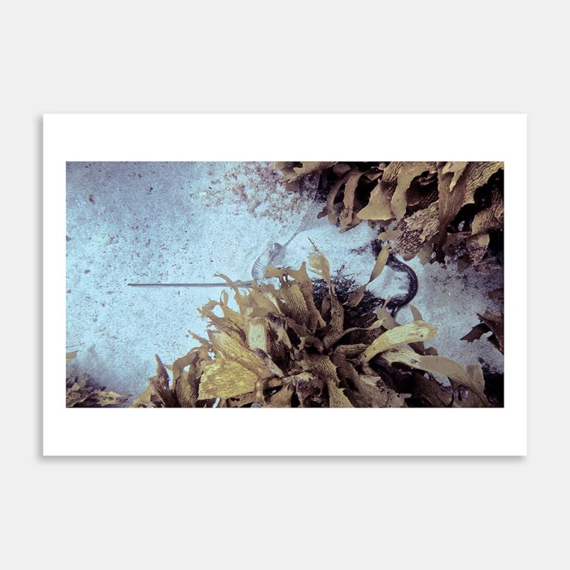 Sleeping Ray Art Print By Ryan Hansen