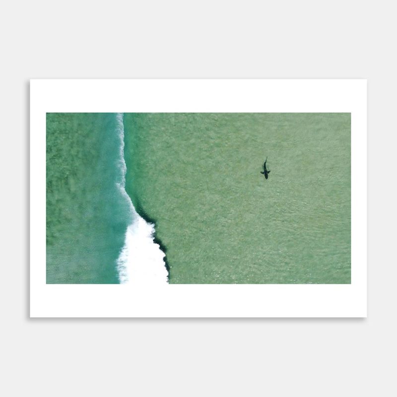 Surf Shark Art Print By Ryan Hansen